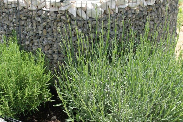 Chambre d'hôte La Belle Rivière à Salernes - Parc et piscine - massif de plantes aromatiques