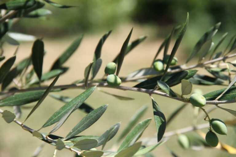 La Belle Rivière - Maison d'hôtes en Provence - Olivier