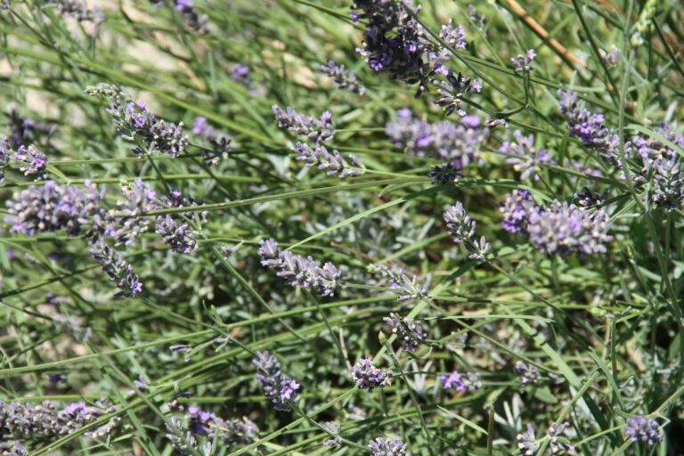 La Belle Rivière - Maison d'hôtes en Provence - Lavande