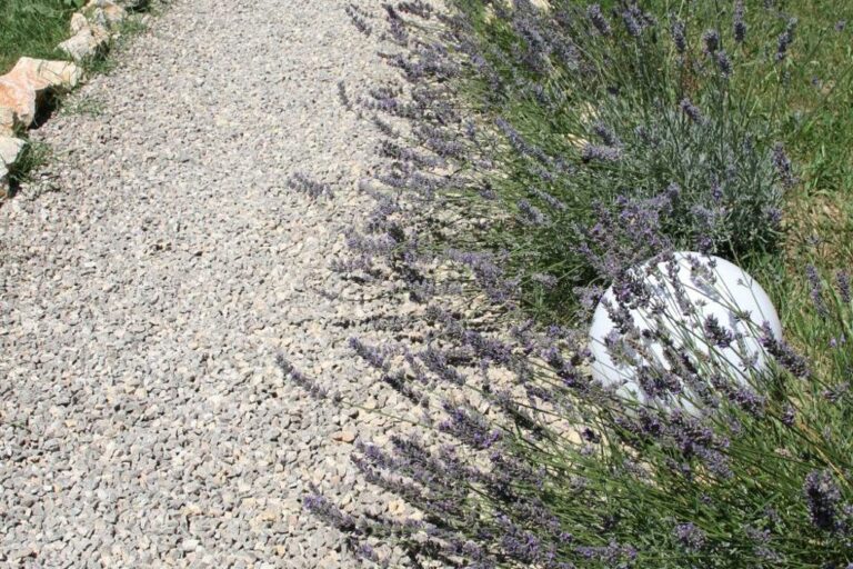 Chambre d'hôte La Belle Rivière à Salernes - Parc et piscine - chemin de graviers